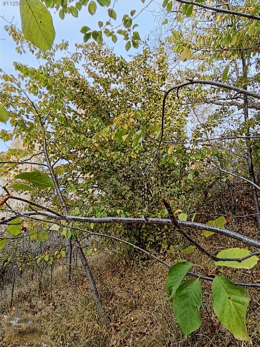 Kemer belenlide kòyiçi arsa bahçe suyu sınırsız sulama - BURDUR KEMER fotoğraf 17