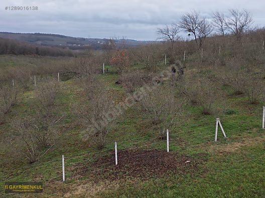 Ferizli Hocaoğlu'nda Satılık 2400 m² Fındık Bahçesi - SAKARYA FERİZLİ fotoğraf 6