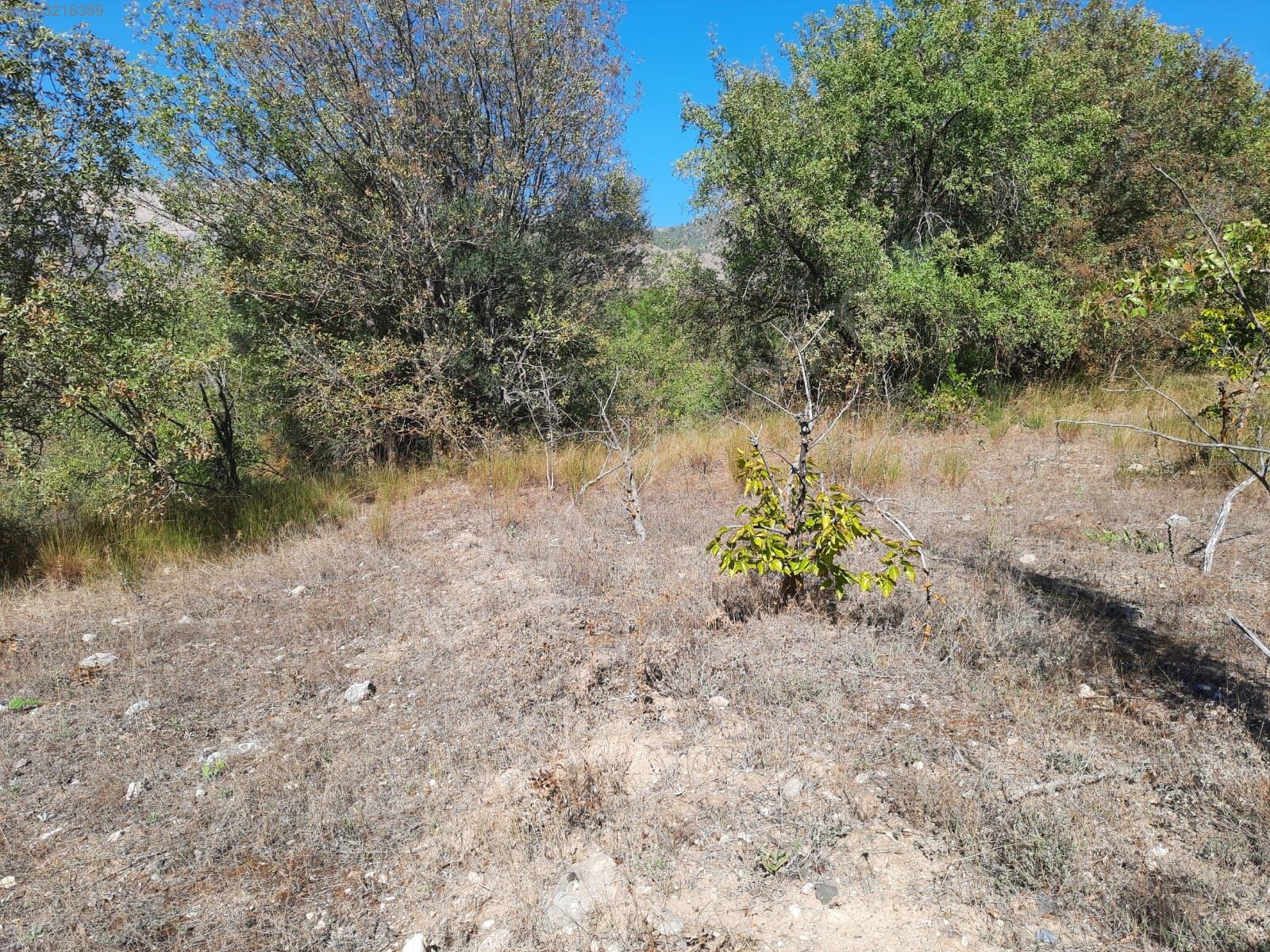 BİLECİK İNHİSAR AKKUM  KÖYÜNDE 1.900 M² TARLA  SATILIKTIR - BİLECİK İNHİSAR fotoğraf 8