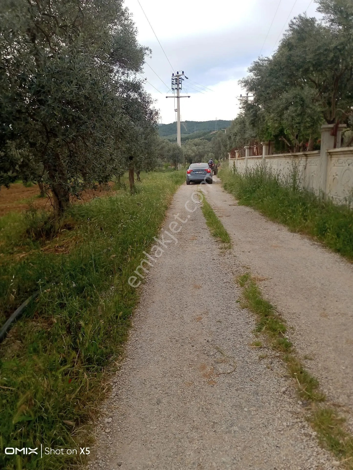İzmir Torbalı Orman Köyde 2 Dönüm Dümdüz Zeytinlik Satılık - İZMİR TORBALI fotoğraf 7
