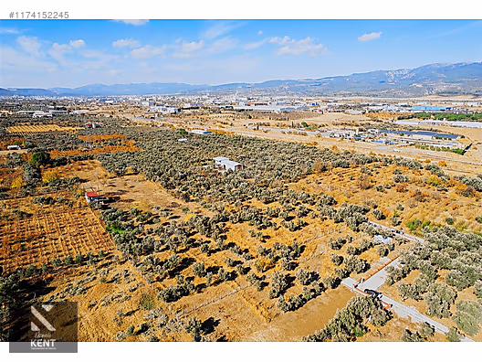 Kemalpaşa Sekiz Eylül Merkeze Yakın Satılık 3440 m2 Zeytinlik - İZMİR KEMALPAŞA fotoğraf 6