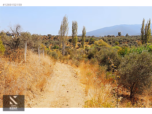 Kemalpaşa Aşağıkızılca Satılık 615 m2 Zeytinlik - İZMİR KEMALPAŞA fotoğraf 21