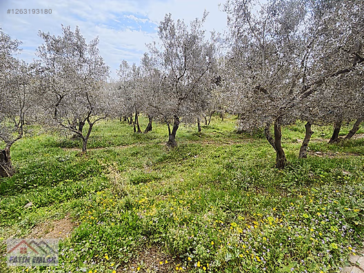 Fatih'ten Orhangazi Gedelekte çift tapu 1 dönüm yatırımlık - BURSA ORHANGAZİ fotoğraf 11