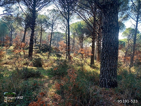 BERGAMA KOZAK YAYLASI YUKARIBEY KARAVELİLER MAH YOLUNDA 11920 m2 fıstıklık - İZMİR BERGAMA fotoğraf 2
