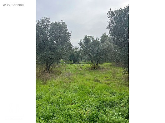 BÖLGE UZMANI HAS EMLAK DENİZ MANZARALI FIRSAT HOBİ BAHÇESİ - BURSA MUDANYA fotoğraf 12