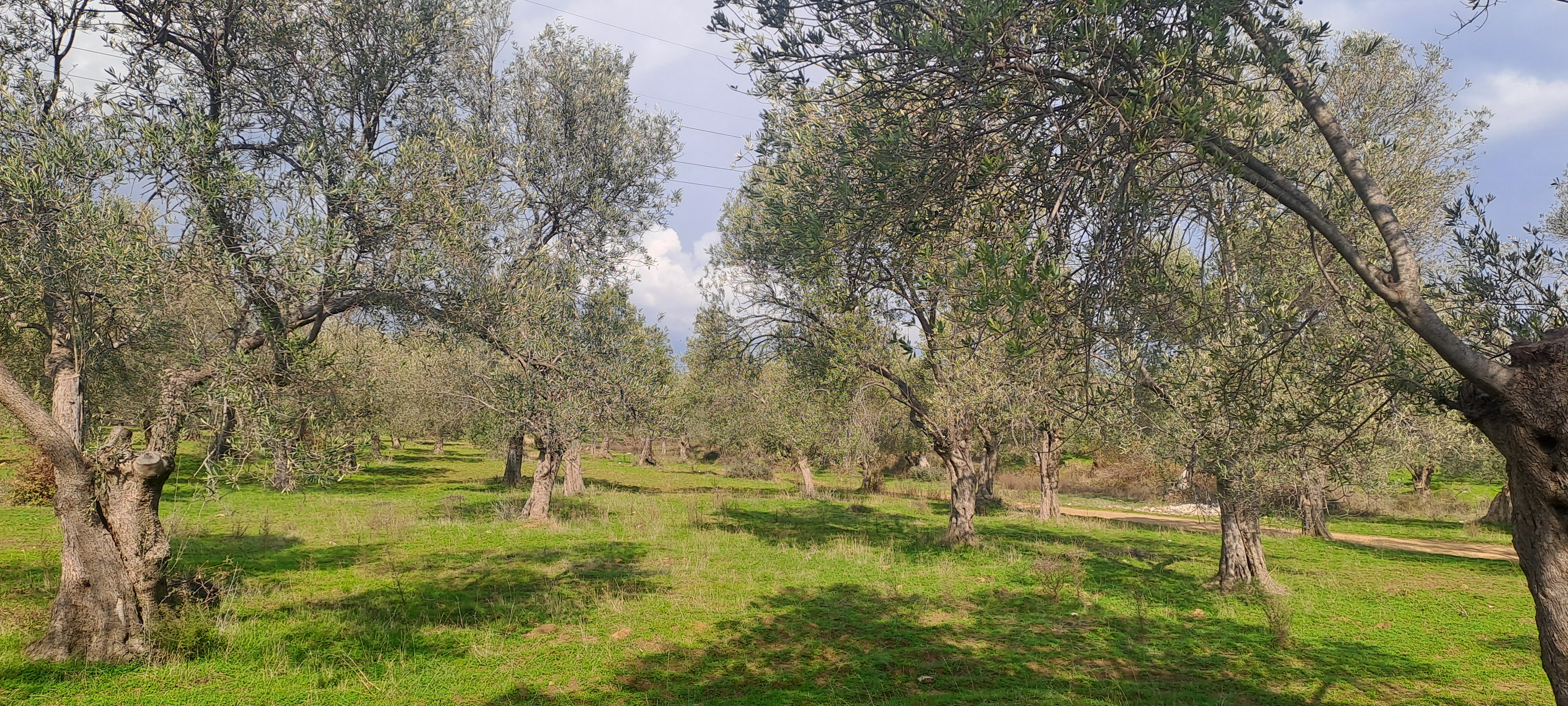 HAKANOĞLU GROUP'TAN TUZCUMURAT MAH. SATILIK ZEYTİNLİK - BALIKESİR EDREMİT fotoğraf 18
