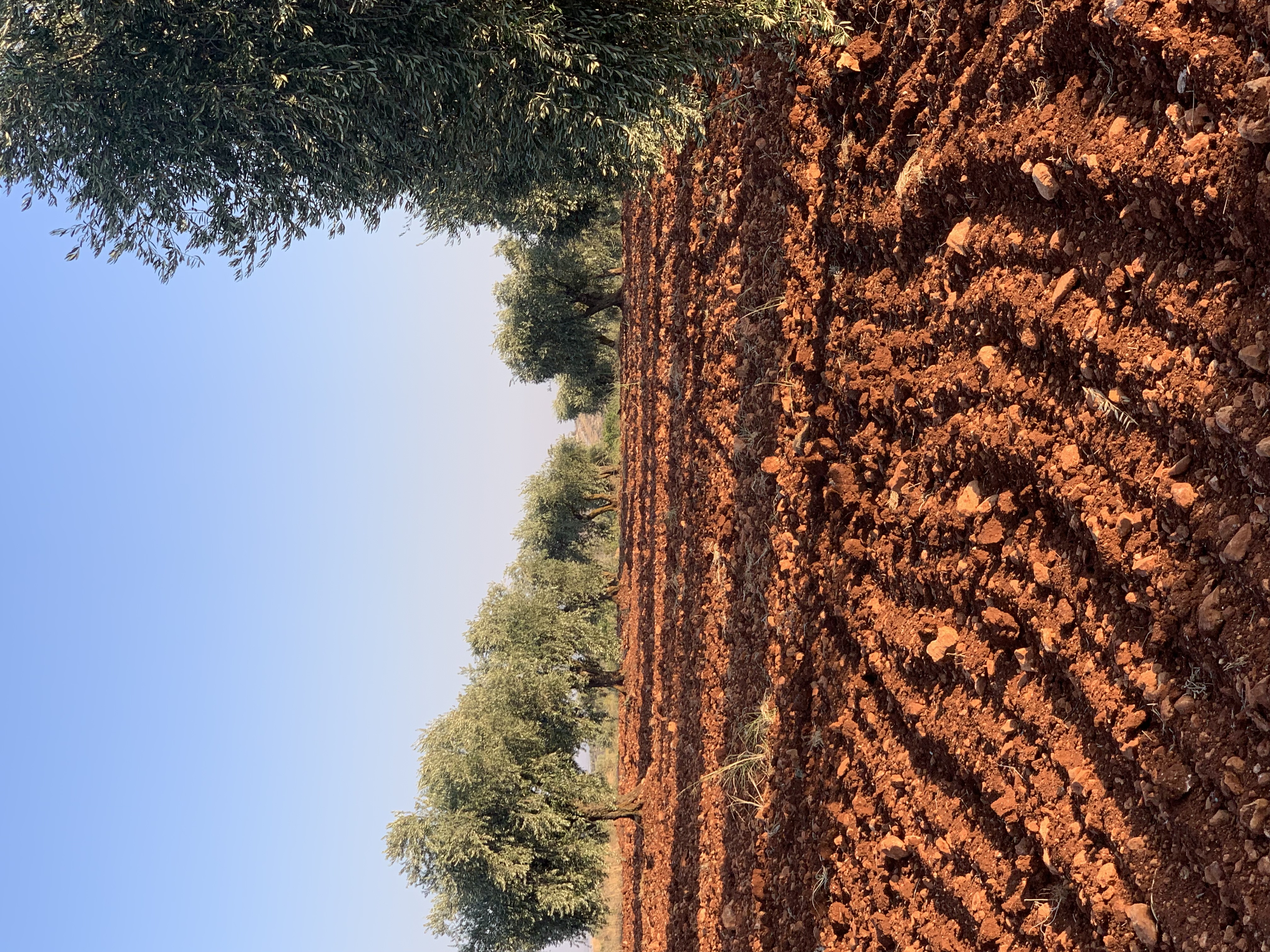 SATILIK ZEYTİNLİK  - KİLİS MERKEZ fotoğraf 15