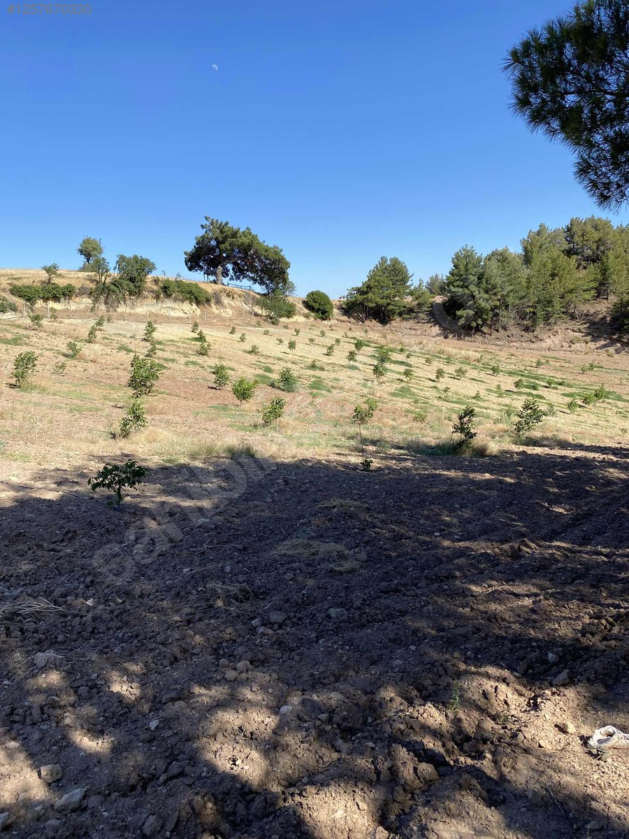 DENİZLİ BULDAN BOSTANYERİ    9.645 M²  TARLA SATILIKTIR - DENİZLİ BULDAN fotoğraf 4