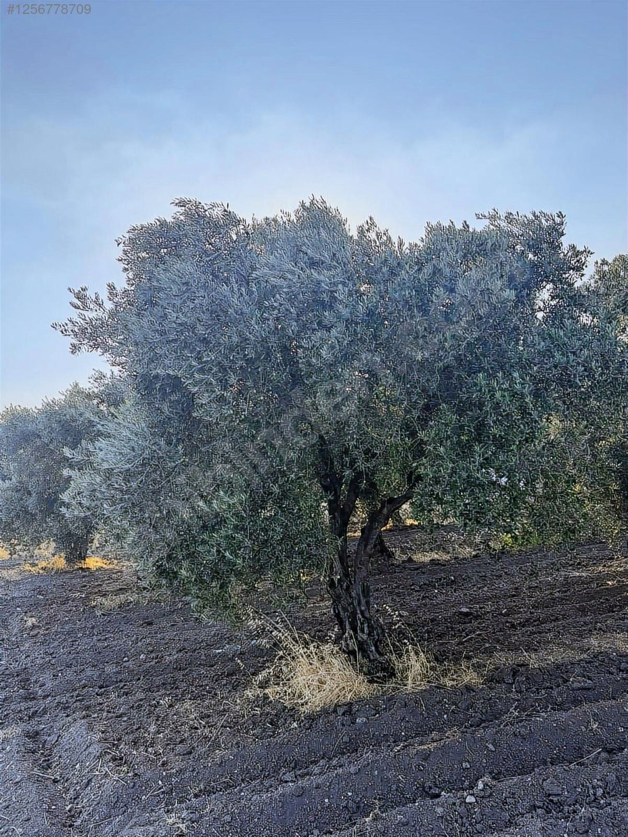 DOSTLARDAN BEKİRLER GİRİŞİNDE SATILIK ZEYTİNLİK - MANİSA AKHİSAR fotoğraf 14