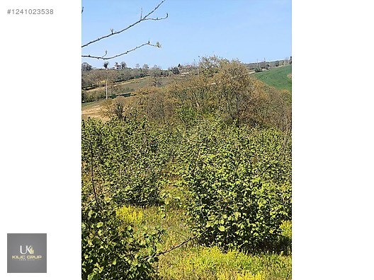 Kandıra Üğümce'de Satılık Fındıklık - KOCAELİ KANDIRA fotoğraf 3