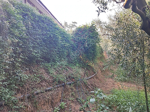BURSA İZNİK DERBENT'TE 613 M² ZEYTİNLİK SATILIKTIR - BURSA İZNİK fotoğraf 7