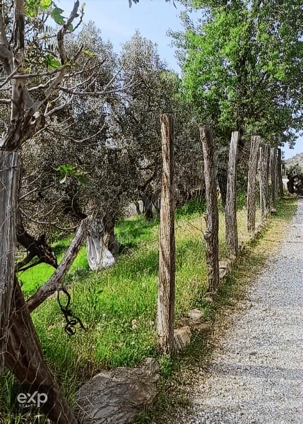 Bayındır Sarıyurtta Anayola Cepheli 1916 m2 Satılık Zeytinlik - İZMİR BAYINDIR fotoğraf 4