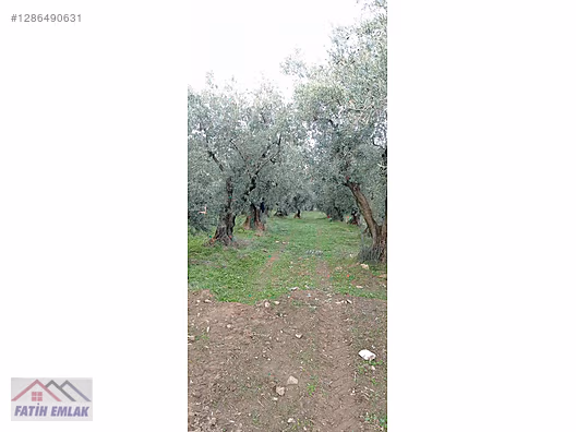 Fatih'ten Karsak ta 1245m2 yolu olan göl manzaralı zeytinlik - BURSA ORHANGAZİ fotoğraf 11