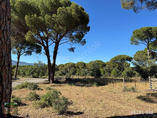 BERGAMA KOZAK YAYLASI YUKARIBEY MAH DE 13300 m2 FISTIKLIK - İZMİR BERGAMA fotoğraf 8