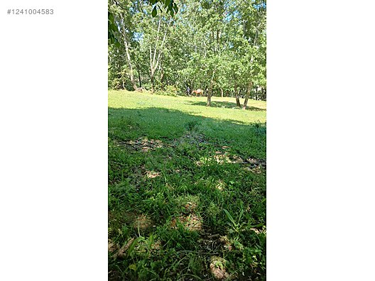 DENİZLİ BABADAĞ KELLECİ KÖYÜNDE  1.586 M²  BAĞ SATILIKTIR - DENİZLİ BABADAĞ fotoğraf 3