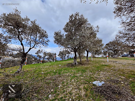 Kemalpaşa Vişneli Satılık 370 m2 Bahçe Elektrik Su Yol - İZMİR KEMALPAŞA fotoğraf 29