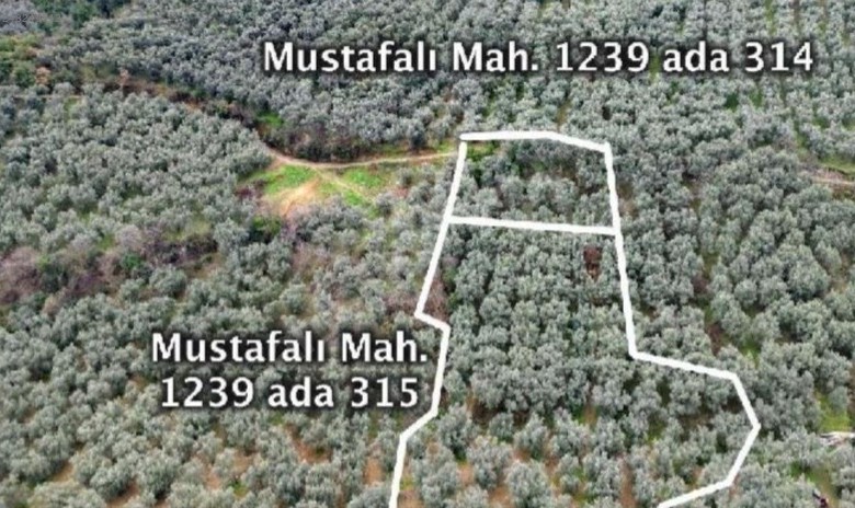 BURSA İZNİK MUSTAFALI'DA 657 M² ZEYTİNLİK SATILIKTIR - BURSA İZNİK fotoğraf 3