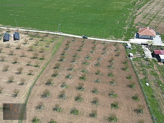 EMTİA'DAN BAHRİ DE 10 DÖNÜM TEK TAPU (4 YAŞINDA) KAYISI BAHÇESİ - MALATYA AKÇADAĞ fotoğraf 3