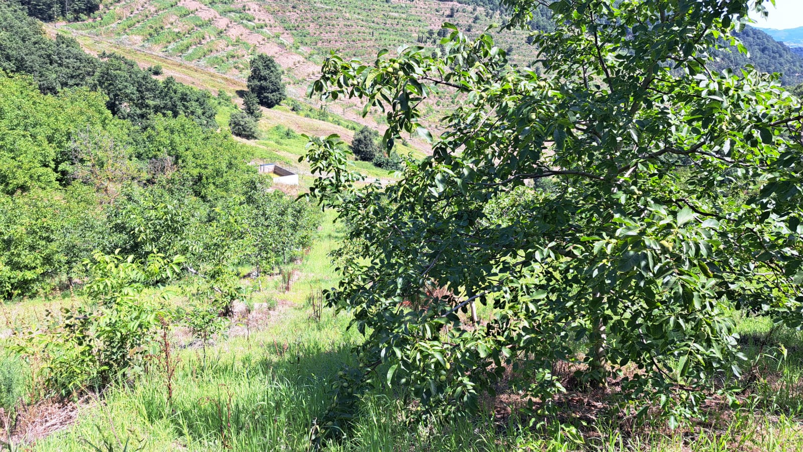 8400 M2 12 YAŞINDA CEVİZ BAHÇESİ - YALOVA ALTINOVA fotoğraf 5