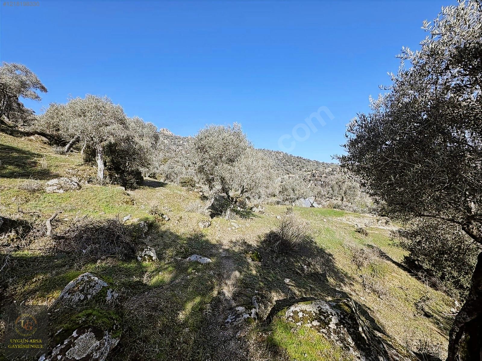AYDIN KARPUZLU MERKEZ'DE 21.050 M2 ANA YOLA CEPHE ZEYTİNLİK - AYDIN KARPUZLU fotoğraf 12