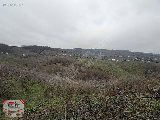 DÜZCE AKÇAKOCA DA EV YAPIMINA UYGUN SATILIK 7.768 M2 FINDIKLIK - DÜZCE AKÇAKOCA fotoğraf 31