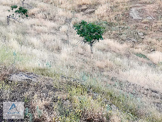 Köy merkezinde satılık hobi bahçesi - İZMİR ÖDEMİŞ fotoğraf 10