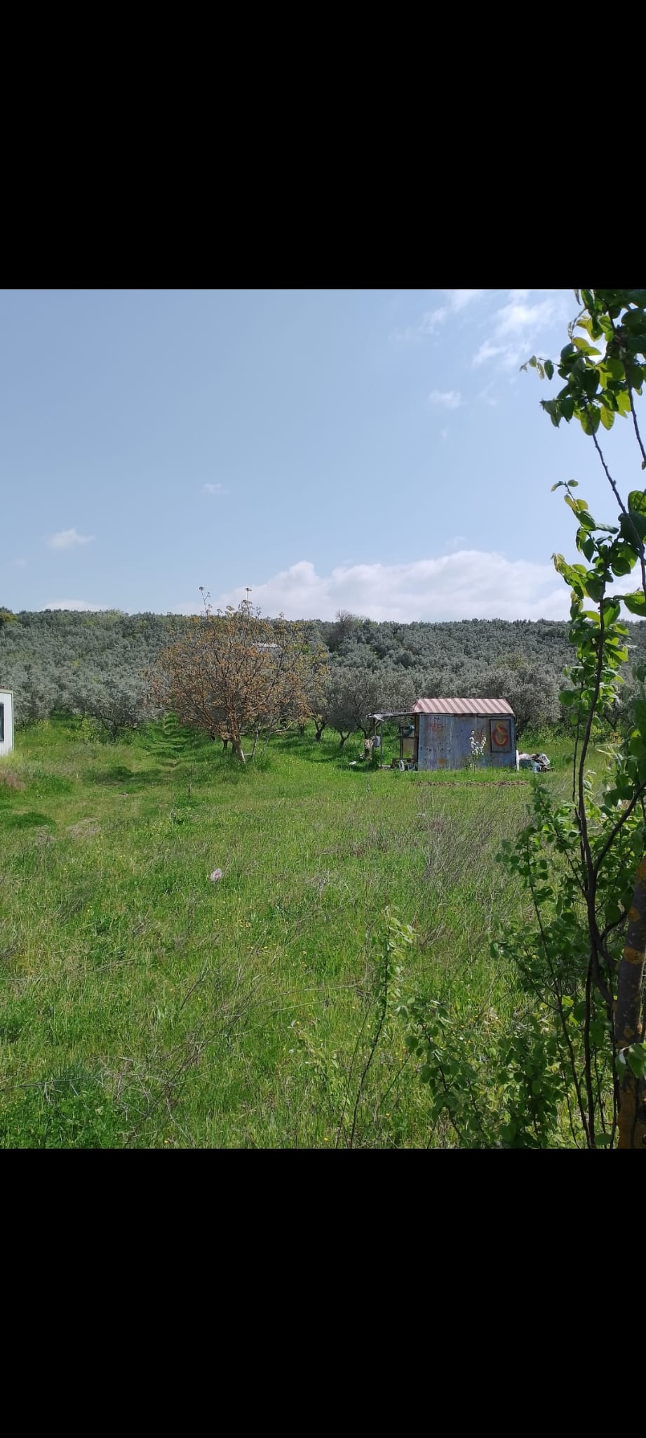 BURSA GEMLİK UMURBEY SATILIK TARLA 2114m² - BURSA GEMLİK fotoğraf 2