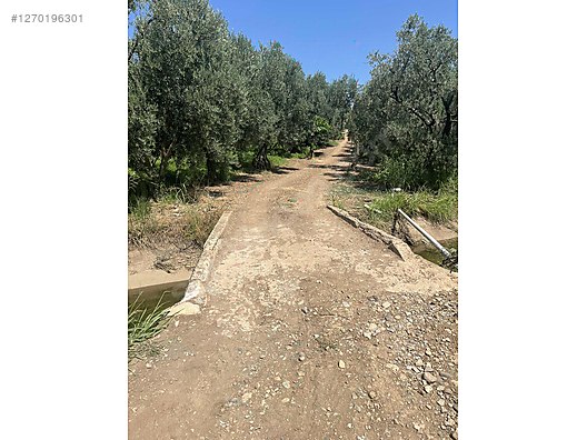 BURSA İZNİK ÖMERLİ  KÖYÜNDE 54 M² BAĞ  SATILIKTIR - BURSA İZNİK fotoğraf 7