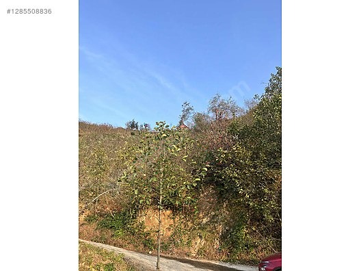 ESPİYE SATILIK BAHÇE 2650 MK HACIMAHMUTLU KÖYÜ ŞEHRE 15 DK - GİRESUN ESPİYE fotoğraf 9