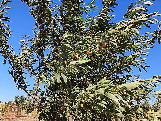 ARTER EMLAK'TAN ALTIEYLÜL ATKÖYDE 1850 M² SATILIK HOBİ BAHÇESİ - BALIKESİR ALTIEYLÜL fotoğraf 49