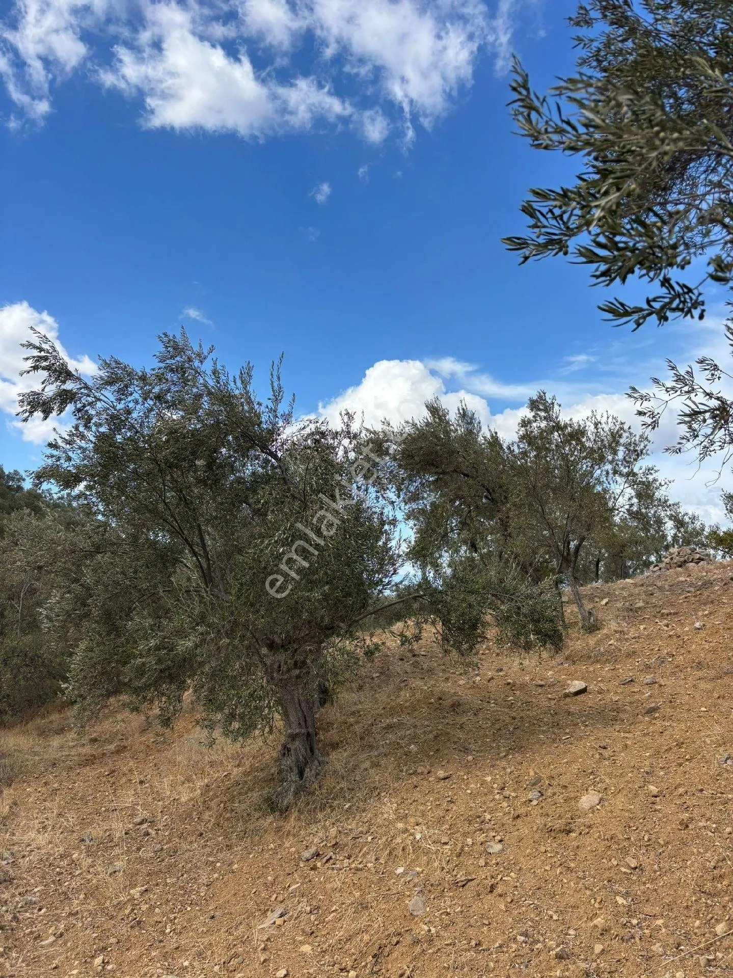 Balıkesir Burhaniye Bahadırlı'da Satılık Zeytinlik - BALIKESİR BURHANİYE fotoğraf 12