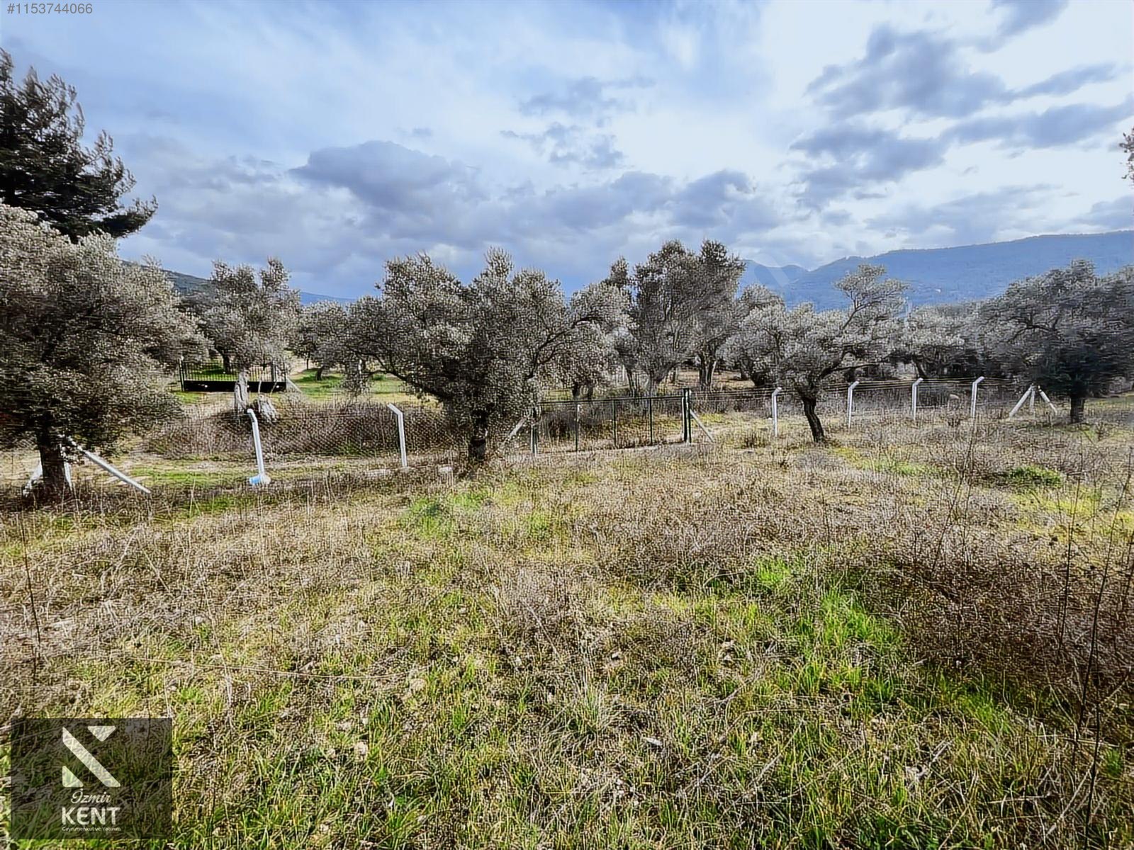 Kemalpaşa Gökyaka Satılık 2700 m2 Bahçe - İZMİR KEMALPAŞA fotoğraf 15
