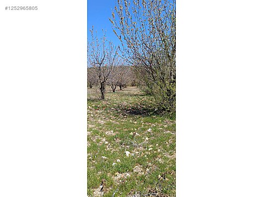 BURSA KELES MENTEŞE KÖYÜNDE  6.297  M² BAĞ SATILIKTIR - BURSA KELES fotoğraf 5