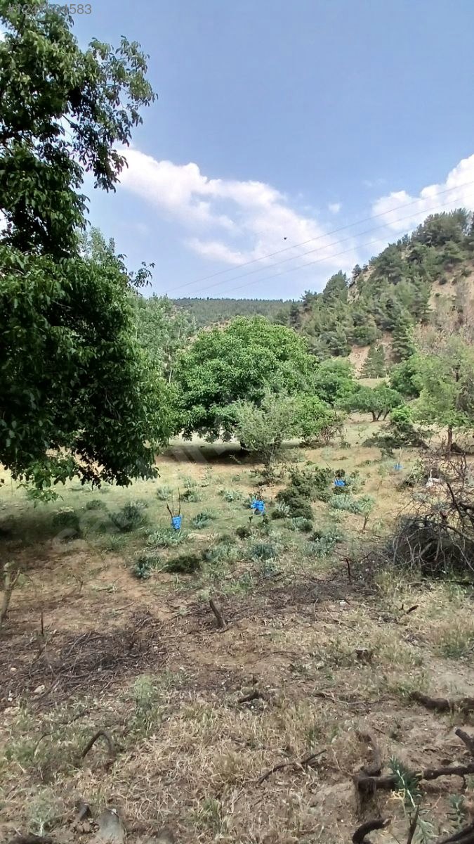DENİZLİ BABADAĞ KELLECİ KÖYÜNDE  1.586 M²  BAĞ SATILIKTIR - DENİZLİ BABADAĞ fotoğraf 13