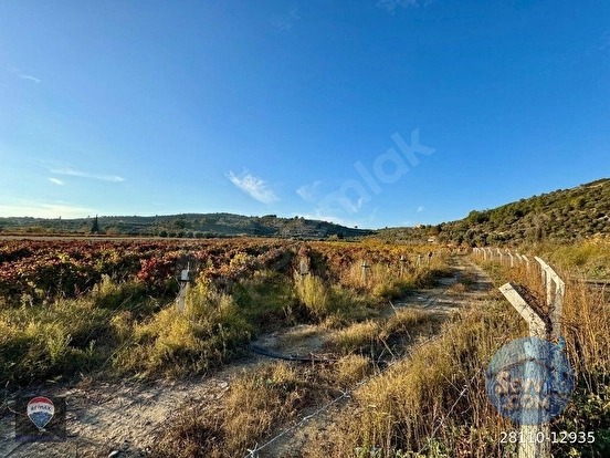 Kuşadası Değirmendere’de Satılık 12.400 m² Bağ, Zeytin ve Ceviz Bahçesi - AYDIN KUŞADASI fotoğraf 7