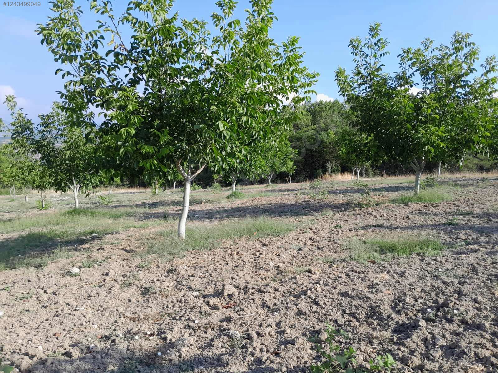 BURSA KELEŞ BELENÖREN'DE 5.270  M² BAHÇE SATILIKTIR - BURSA KELES fotoğraf 28