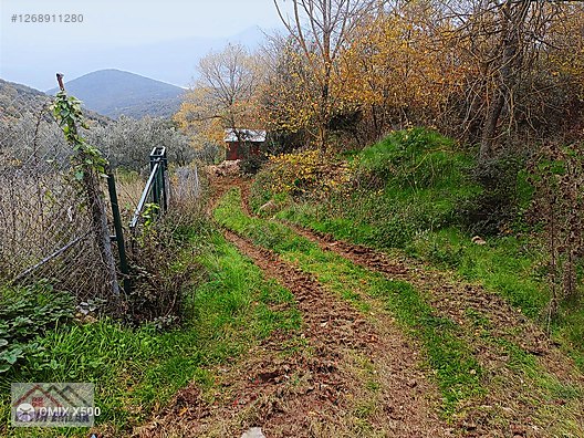 FATİH EMLAKTAN ŞAHİNYURDUNDA 956M2 SATILIK ZEYTİNLİK - BURSA GEMLİK fotoğraf 4