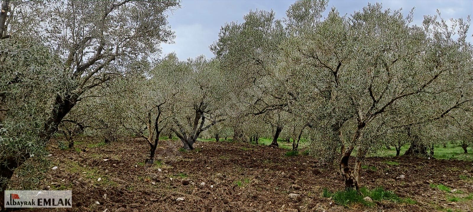 AKHİSAR SAKARKAYA DA SATILIK 18.000 M2 ZEYTİNLİK 6.330.000 TL - MANİSA AKHİSAR fotoğraf 12