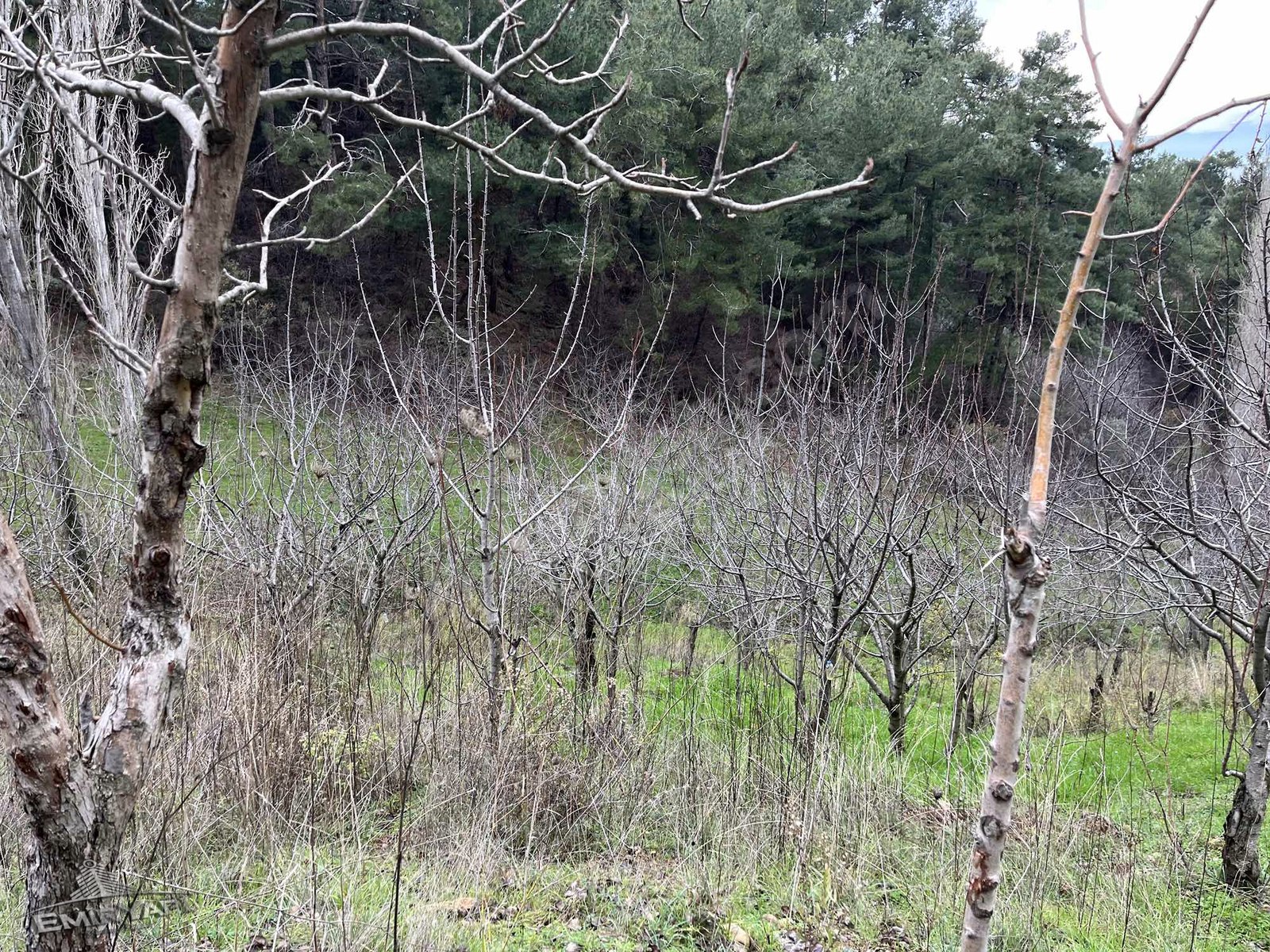 EMİR GAYRİMENKUL'DEN KEMALPAŞA YUKARIKIZILDA 3675 m2 BAHÇE - İZMİR KEMALPAŞA fotoğraf 4