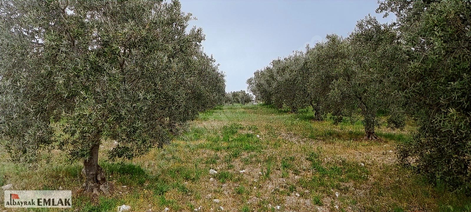 AKHİSAR RAHMİYE DE KÖYE YAKIN 3.DÖNÜM ZEYTİNLİK 1.500.000 TL - MANİSA AKHİSAR fotoğraf 15