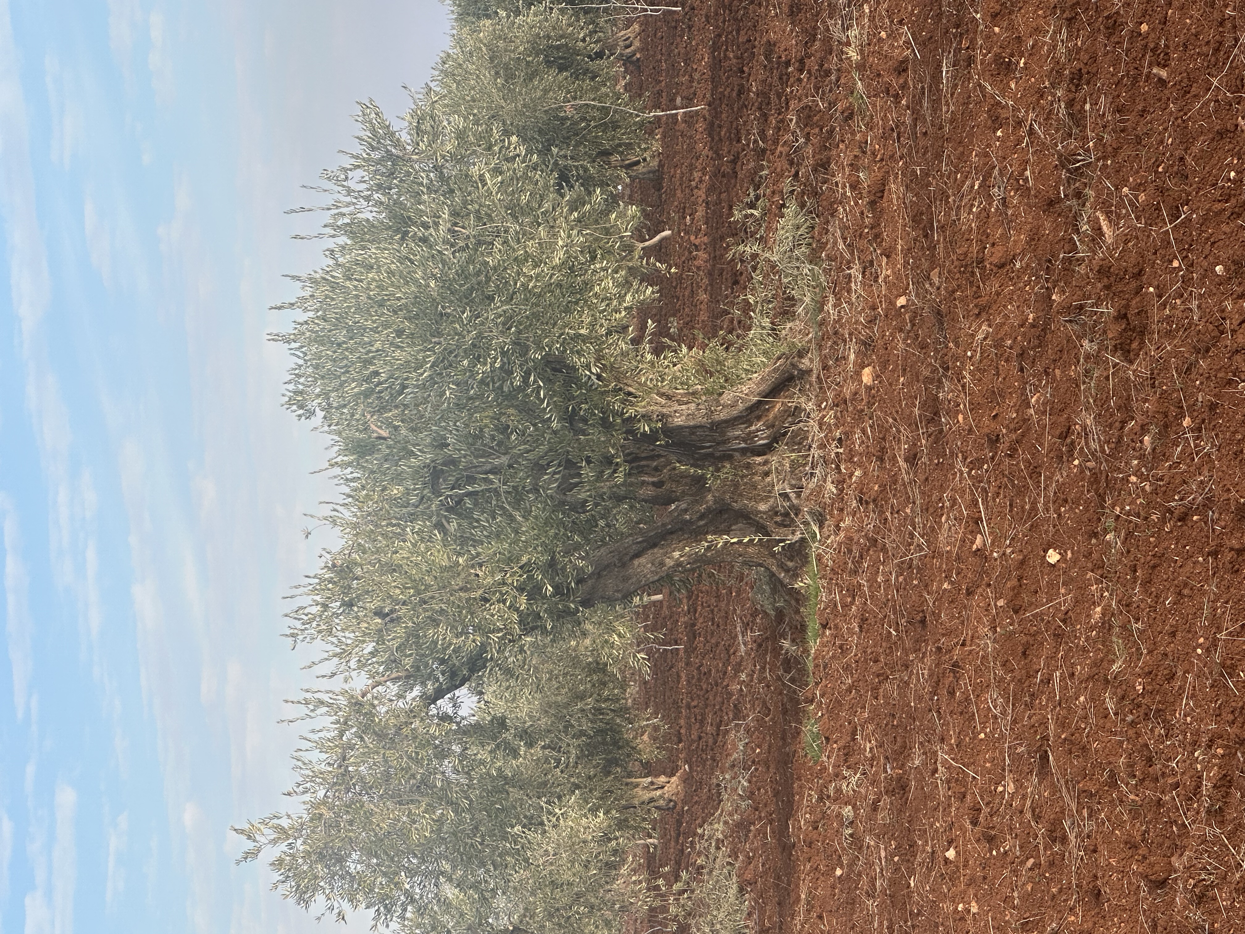 SATILIK ZEYTİNLİK  - KİLİS MERKEZ fotoğraf 4