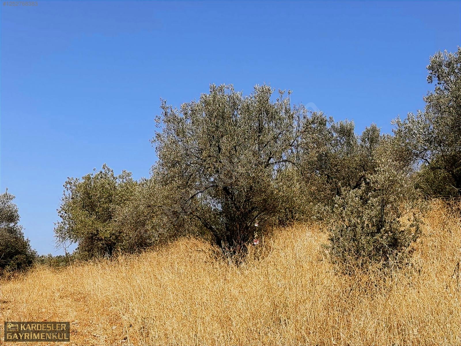 SATILIK CUMHURİYET MAHALLESİNDE TEK TAPU 4.489m2 ZEYTİNLİK - MANİSA AKHİSAR fotoğraf 12