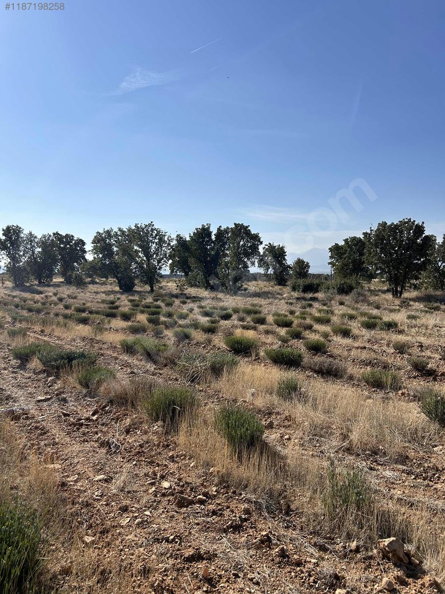 DENİZLİ BEKİLLİ YENİ  MAHALLESİNDE 5.309  M² TARLA  SATILIKTIR - DENİZLİ BEKİLLİ fotoğraf 12