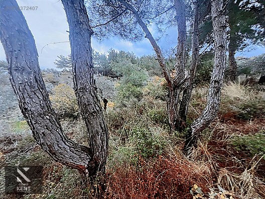 Kemalpaşa Armutlu Hürriyet Mah. Satılık 1.950 m2 Bahçe - İZMİR KEMALPAŞA fotoğraf 10