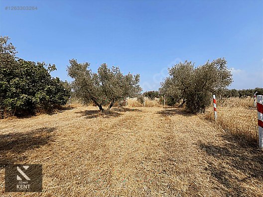 Kemalpaşa Bağyurdu Satılık 5650 m2 Bahçe - İZMİR KEMALPAŞA fotoğraf 8