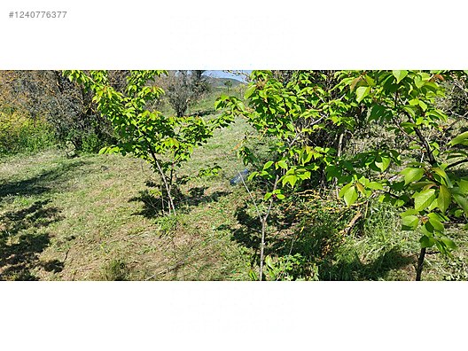 BURSA MUDANYA YALIÇİFTLİK 1.697 M² TARLA SATILIKTIR. - BURSA MUDANYA fotoğraf 3