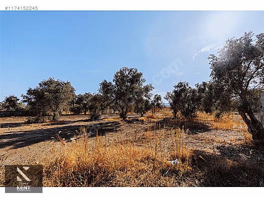 Kemalpaşa Sekiz Eylül Merkeze Yakın Satılık 3440 m2 Zeytinlik - İZMİR KEMALPAŞA fotoğraf 13