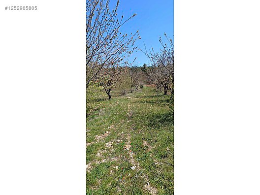 BURSA KELES MENTEŞE KÖYÜNDE  6.297  M² BAĞ SATILIKTIR - BURSA KELES fotoğraf 3