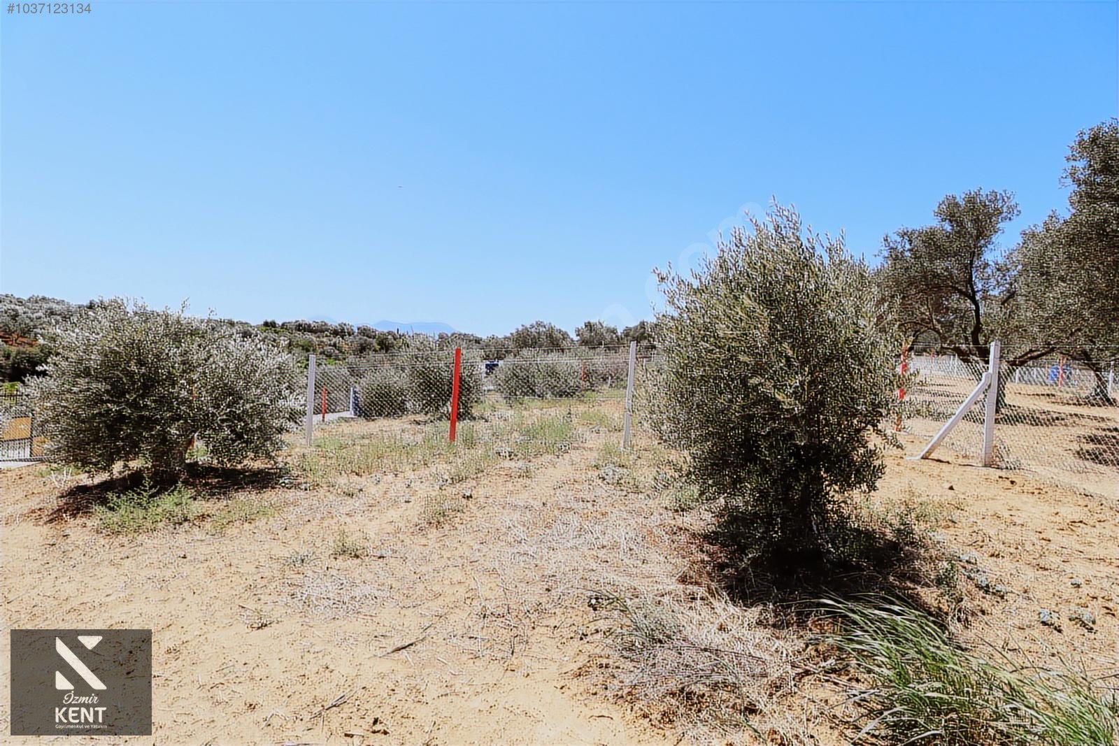 Kemalpaşa Çambel Satılık Bahçe 382 m2 - İZMİR KEMALPAŞA fotoğraf 23