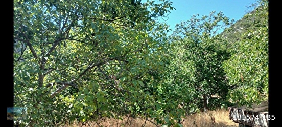 BOLU /GÖYNÜK/DEĞİRMENÖZÜ KÖYÜNDE